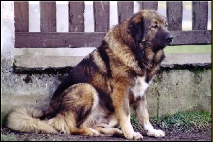 kavkazsky pastevecky pes