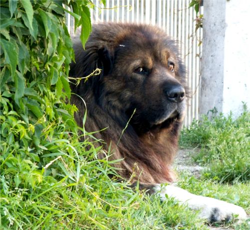 kavkazsky pastevecky pes